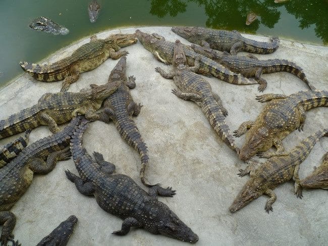 Крокодилы - красивые картинки (100 фото) #9