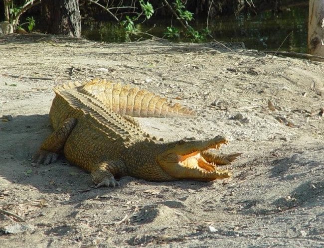 Крокодилы - красивые картинки (100 фото) #5