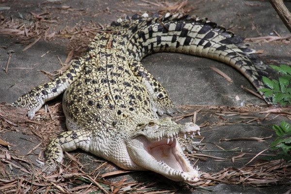 Крокодилы - красивые картинки (100 фото) #17