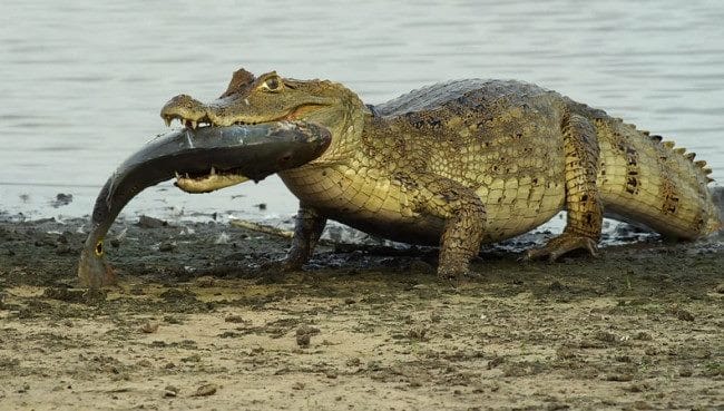 Крокодилы - красивые картинки (100 фото) #31