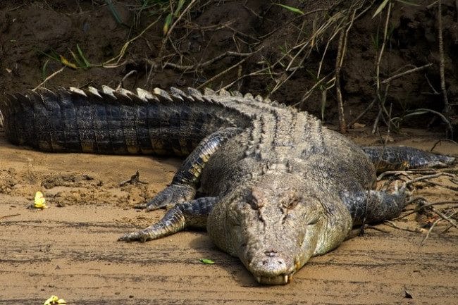 Крокодилы - красивые картинки (100 фото) #11