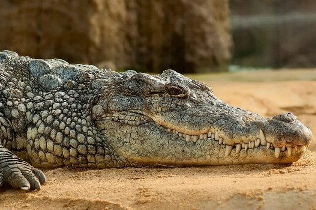 Крокодилы - красивые картинки (100 фото) #21