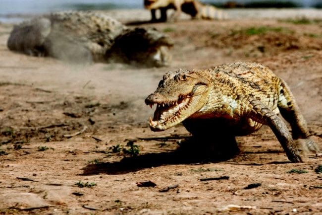 Крокодилы - красивые картинки (100 фото) #26