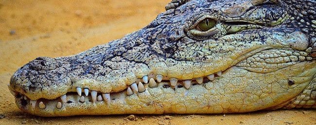 Крокодилы - красивые картинки (100 фото) #23