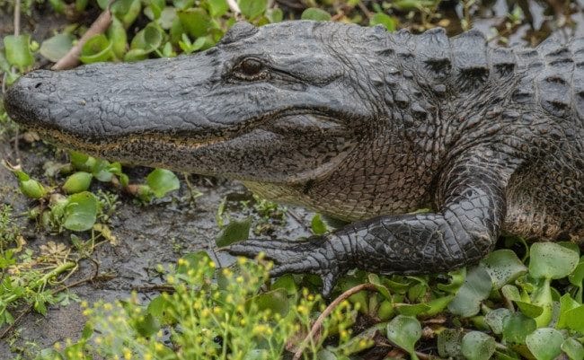 Крокодилы - красивые картинки (100 фото) #27