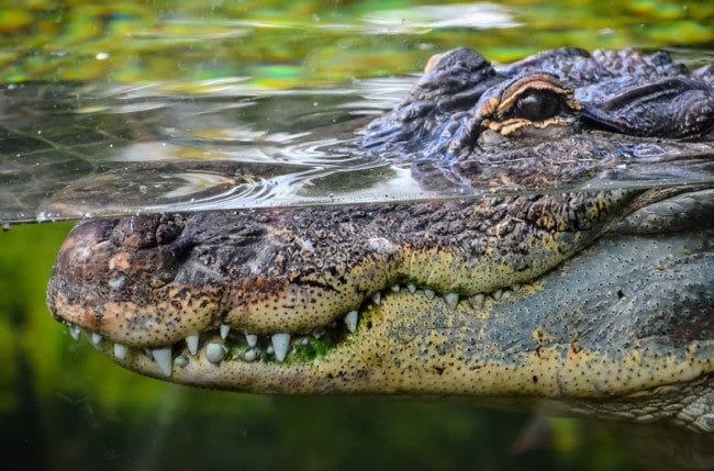 Крокодилы - красивые картинки (100 фото) #30