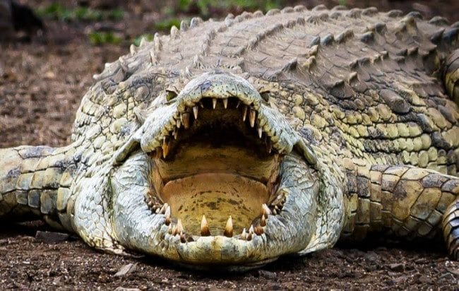 Крокодилы - красивые картинки (100 фото) #2