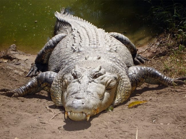 Крокодилы - красивые картинки (100 фото) #38