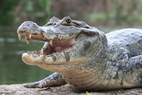 Крокодилы - красивые картинки (100 фото) #24