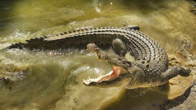 Крокодилы - красивые картинки (100 фото) #35