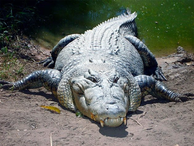 Крокодилы - красивые картинки (100 фото) #19