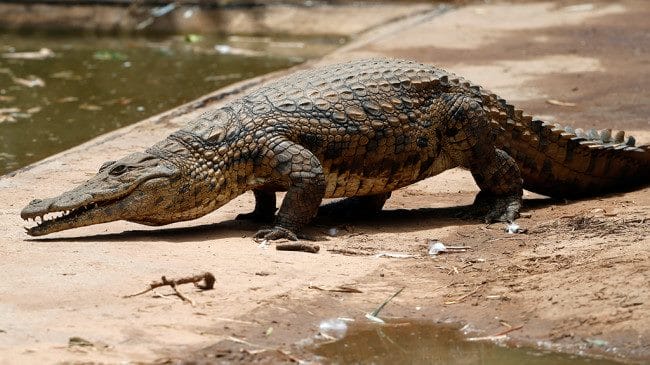Крокодилы - красивые картинки (100 фото) #100
