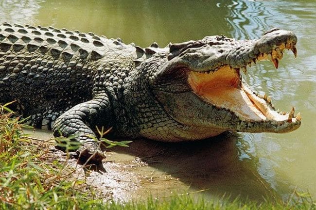 Крокодилы - красивые картинки (100 фото) #32