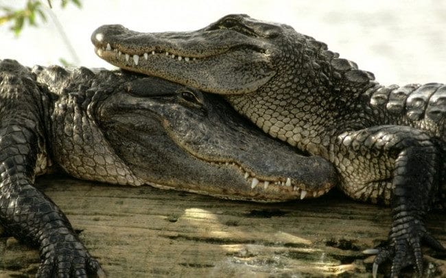 Крокодилы - красивые картинки (100 фото) #39