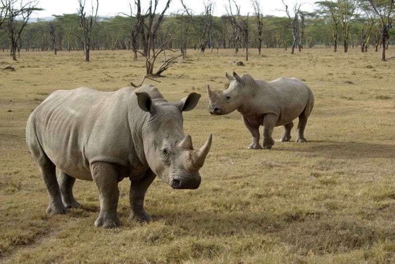 Носороги - красивые картинки (100 фото) #1