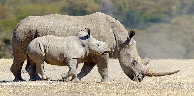 Носороги - красивые картинки (100 фото) #4