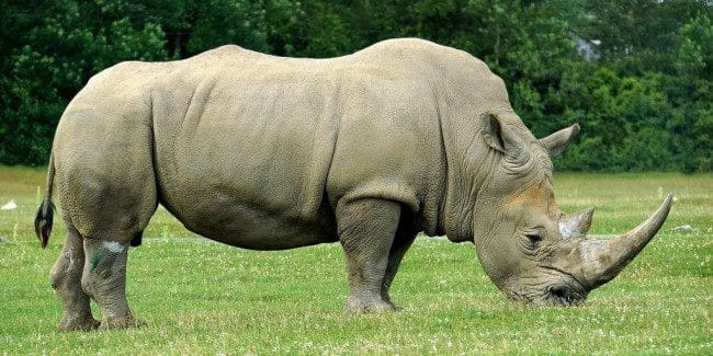 Носороги - красивые картинки (100 фото) #5