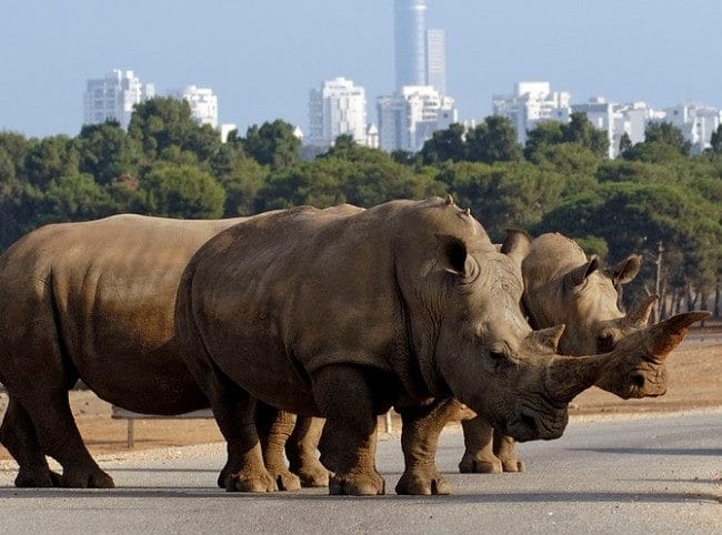 Носороги - красивые картинки (100 фото) #15
