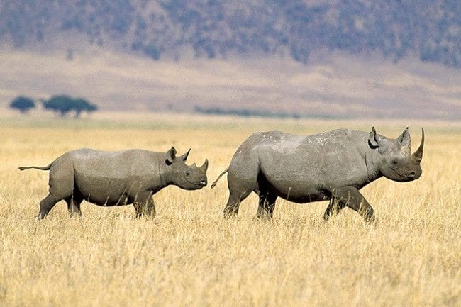 Носороги - красивые картинки (100 фото) #8