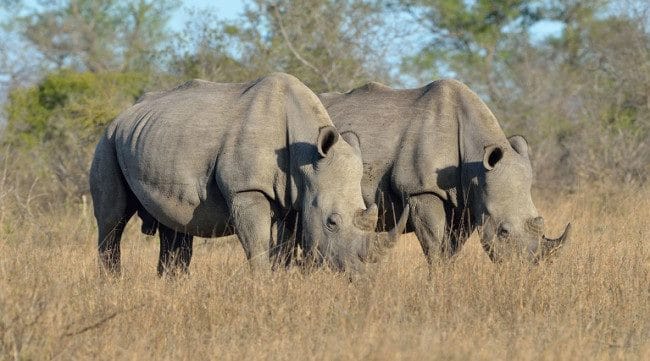 Носороги - красивые картинки (100 фото) #2