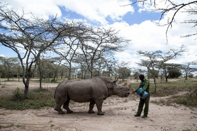 Носороги - красивые картинки (100 фото) #32