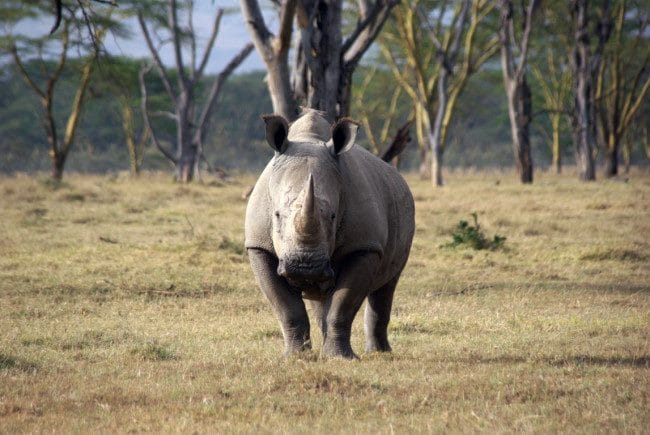 Носороги - красивые картинки (100 фото) #37