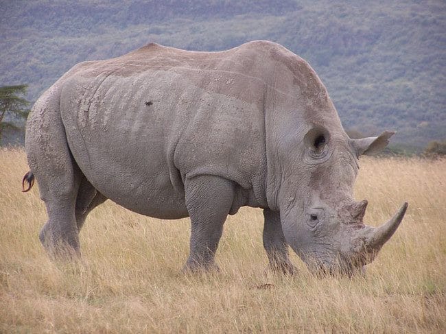 Носороги - красивые картинки (100 фото) #19