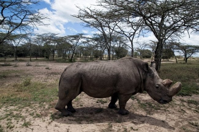 Носороги - красивые картинки (100 фото) #33