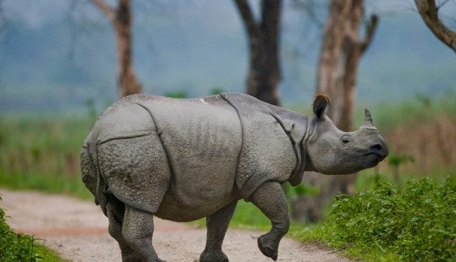 Носороги - красивые картинки (100 фото) #25