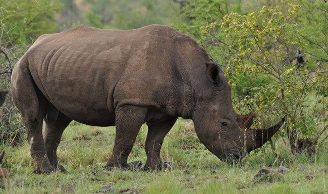 Носороги - красивые картинки (100 фото) #12