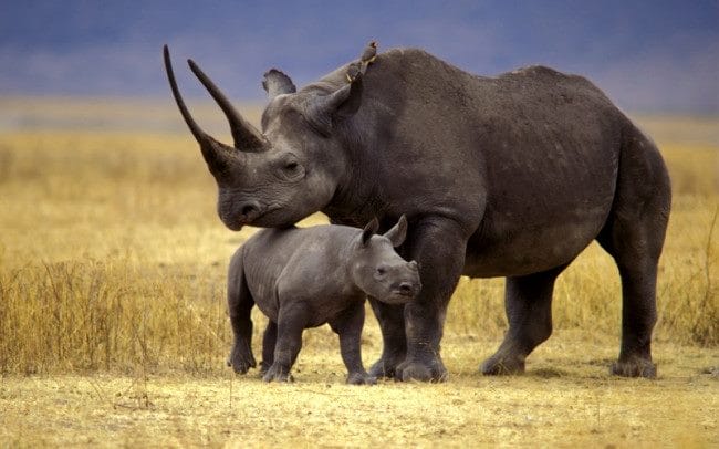 Носороги - красивые картинки (100 фото) #9