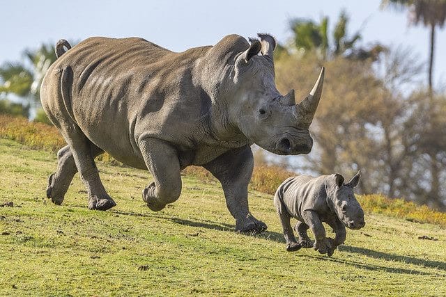 Носороги - красивые картинки (100 фото) #21