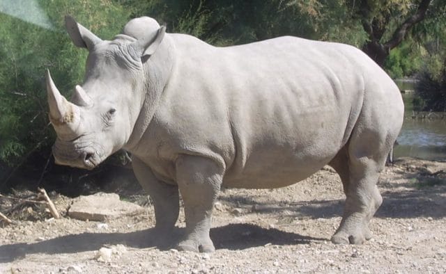 Носороги - красивые картинки (100 фото) #29