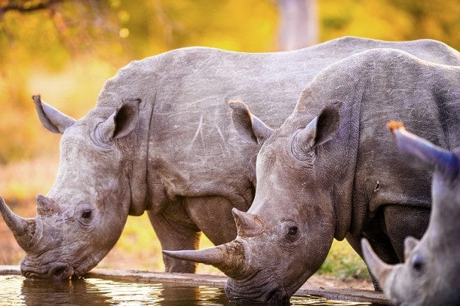 Носороги - красивые картинки (100 фото) #11