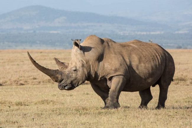Носороги - красивые картинки (100 фото) #3