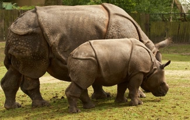Носороги - красивые картинки (100 фото) #14