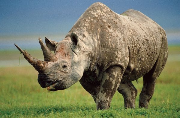 Носороги - красивые картинки (100 фото) #28