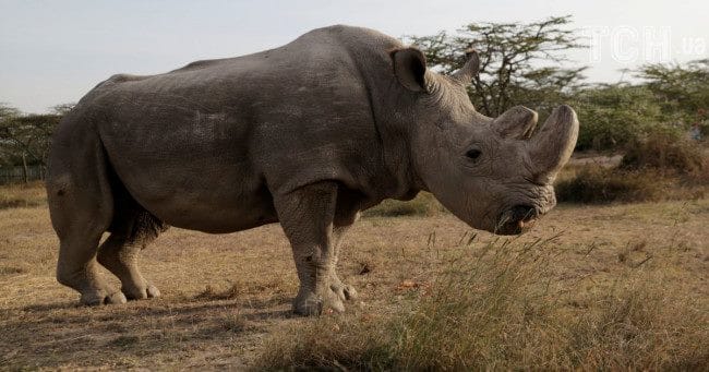 Носороги - красивые картинки (100 фото) #10