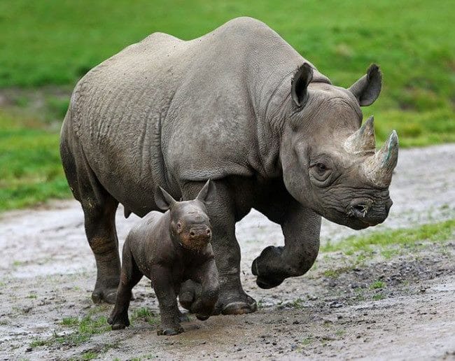 Носороги - красивые картинки (100 фото) #24
