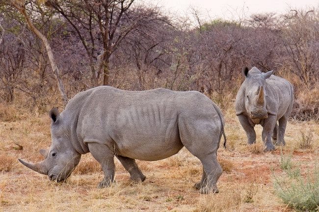 Носороги - красивые картинки (100 фото) #39