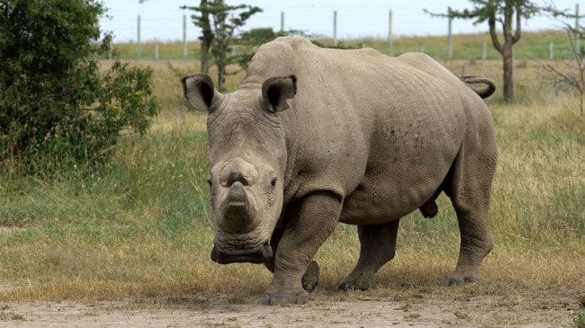 Носороги - красивые картинки (100 фото) #100