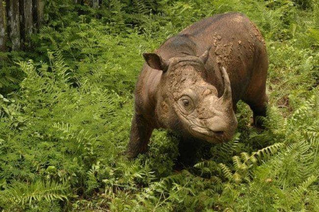 Носороги - красивые картинки (100 фото) #13