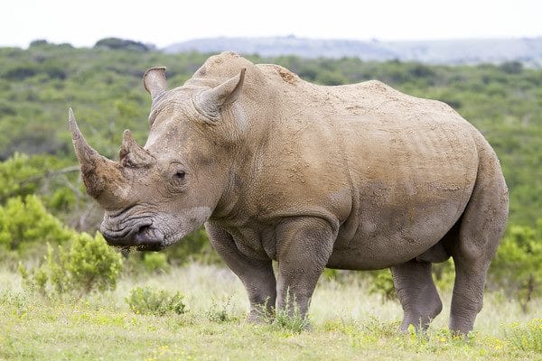 Носороги - красивые картинки (100 фото) #27