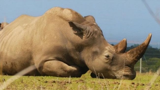 Носороги - красивые картинки (100 фото) #16