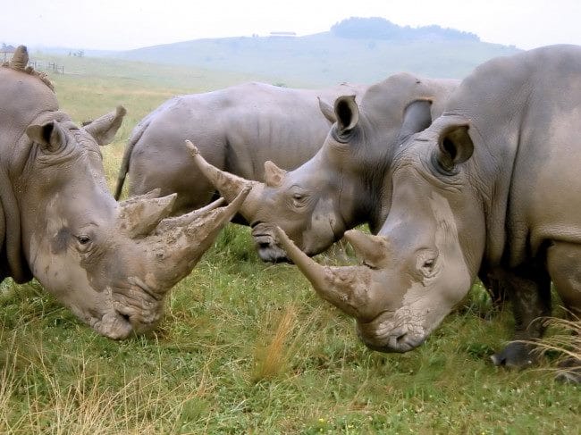 Носороги - красивые картинки (100 фото) #18
