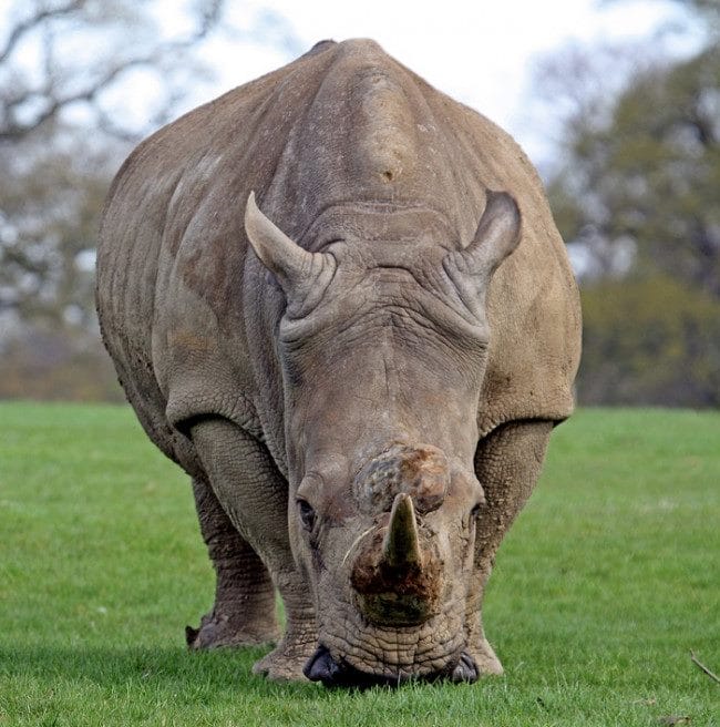 Носороги - красивые картинки (100 фото) #30