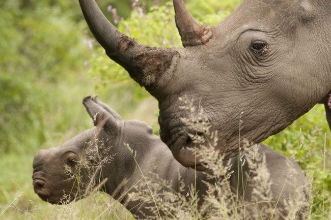 Носороги - красивые картинки (100 фото) #34