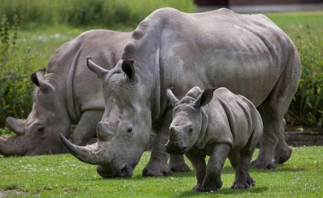 Носороги - красивые картинки (100 фото) #35