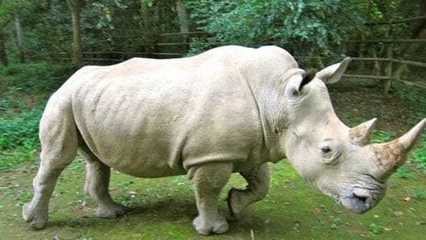 Носороги - красивые картинки (100 фото) #31