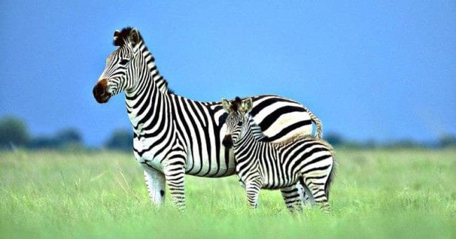 Зебры - красивые картинки (100 фото) #5